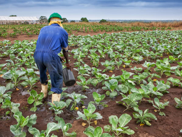 Farmer watering vegetable crops