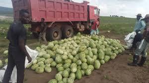 Watermelon harvest near a farm truck